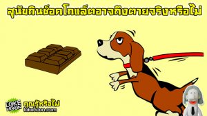 สุนัขกินช็อคโกแล็ตอาจถึงตายจริงหรือไม่